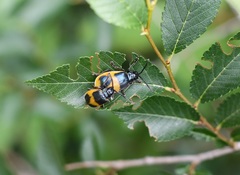 Monocesta ducalis