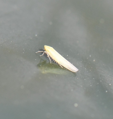 iNaturalist observation photo of Typical Leafhoppers