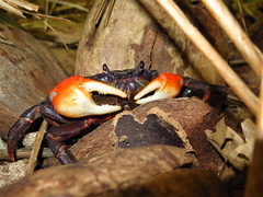 Tuerkayana
