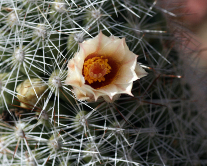 Mammillaria phitauiana  iNaturalist