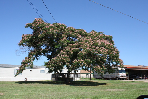 Albizia julibrissin