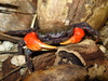 Indian Ocean Red Claw Land Crab - Photo (c) Dion Maple, some rights reserved (CC BY-NC), uploaded by Dion Maple