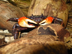 Tuerkayana