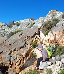 Aloe succotrina, photograph (c) Adele SL, some rights reserved (CC BY)