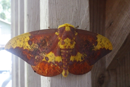 Imperial Moth