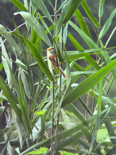 Reed Parrotbill