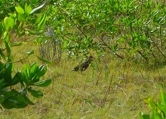 Gallirallus philippensis andrewsi