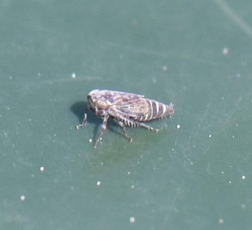 iNaturalist observation photo of Typical Leafhoppers