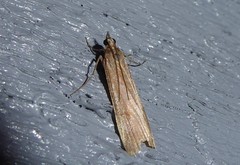 Scoparia augastis