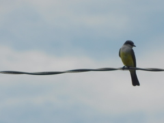 Tyrannus niveigularis