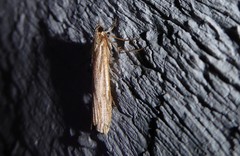Scoparia augastis