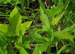 Phanogomphus oklahomensis