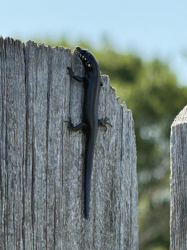 Great Plains Skink