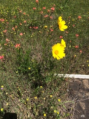Coreopsis grandiflora