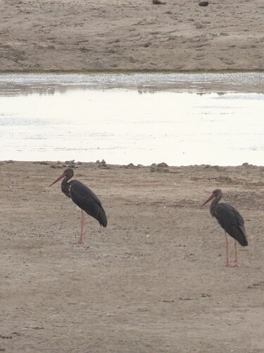 iNaturalist image