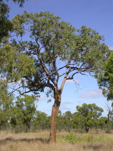 Variable-leaved Yellowjacket (Corymbia dimorpha)