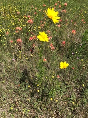 Coreopsis grandiflora