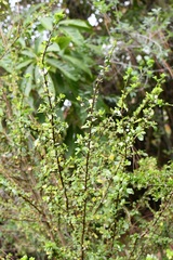 Randia chiapensis