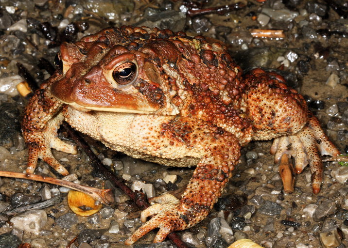 Eastern American Toad (Frogs and Toads of Prince William Forest Park ...