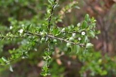 Randia chiapensis