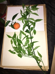 Citrus deliciosa