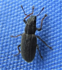 Sitona lineellus