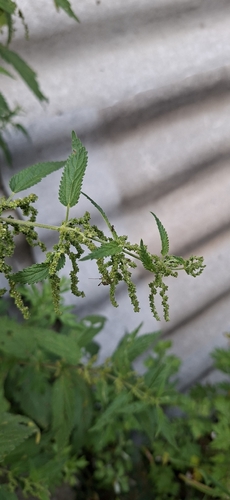 great stinging nettle