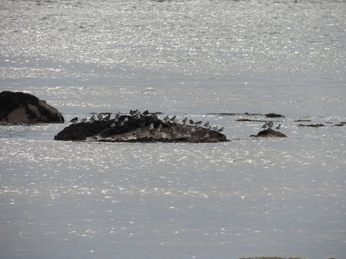 iNaturalist image