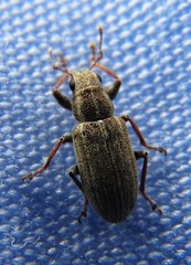 Sitona lineellus
