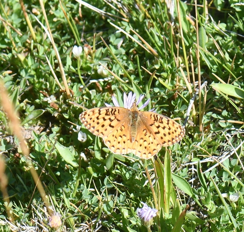 iNaturalist observation photo of Mormon Fritillary