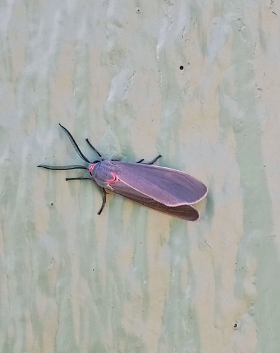 Mouse-colored Euchaetes