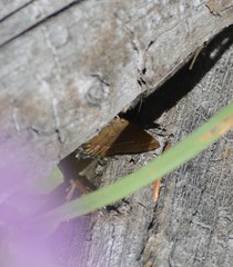 Callophrys johnsoni