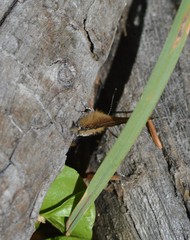 Callophrys johnsoni