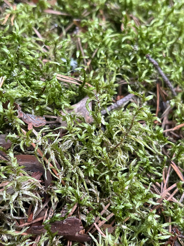 Red-stemmed Feather Moss