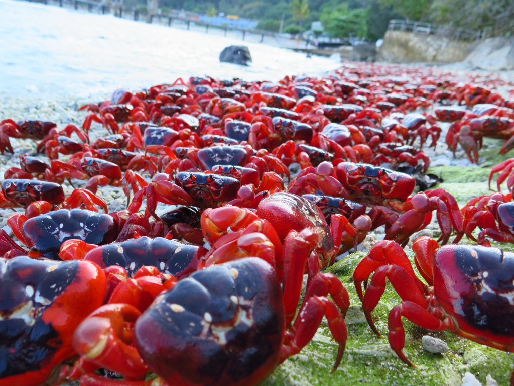 christmas-island-red-crab-from-christmas-island-6798-christmas-island