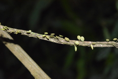 Peperomia rotundifolia