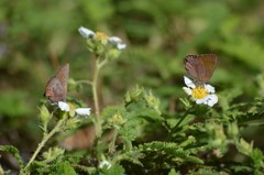 Callophrys augustinus