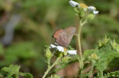 Callophrys augustinus