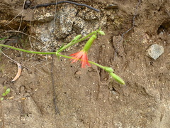 Silene laciniata laciniata