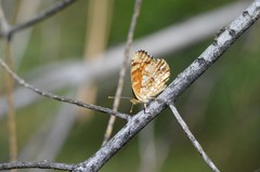 Phyciodes orseis