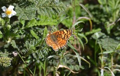 Phyciodes orseis