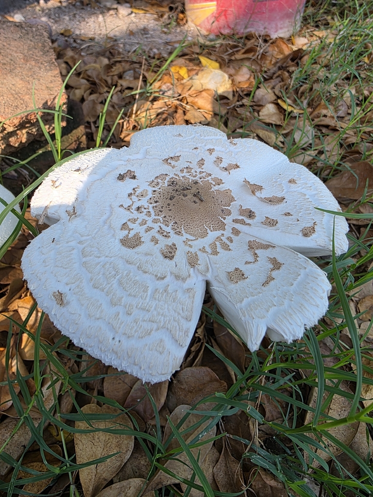 Green-spored Parasol · July 2026 · photo: Photo: (c) Adrian Bojorquez, some rights reserved (CC BY-SA) · iNaturalist