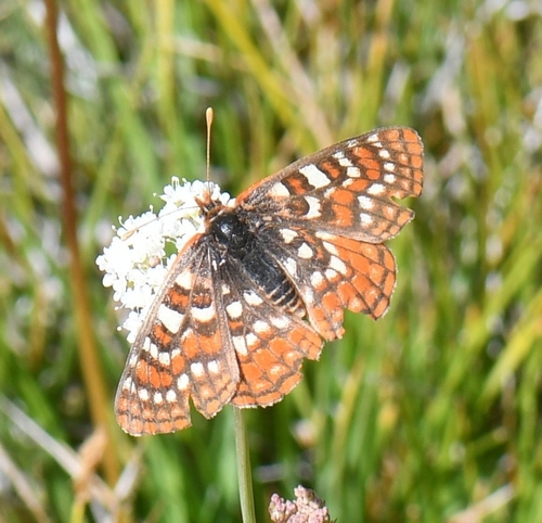 iNaturalist observation photo of Edith's Checkerspot