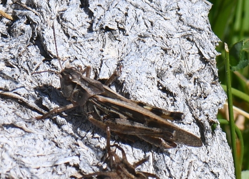 iNaturalist observation photo of Clear-winged Grasshopper