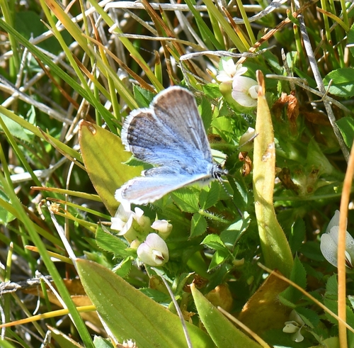 iNaturalist observation photo of Typical Blues