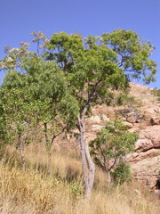 Corymbia clarksoniana
