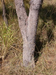 Corymbia clarksoniana