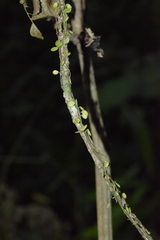 Peperomia rotundifolia