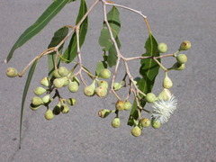 Corymbia clarksoniana