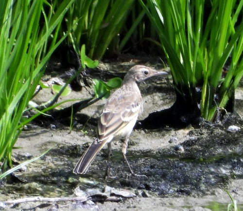 iNaturalist image